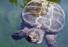 肌醇——魚(yú)、蝦飼料的能量補(bǔ)給站！
